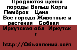 Продаются щенки породы Вельш Корги Пемброк › Цена ­ 40 000 - Все города Животные и растения » Собаки   . Иркутская обл.,Иркутск г.